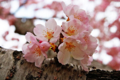 樱花特写