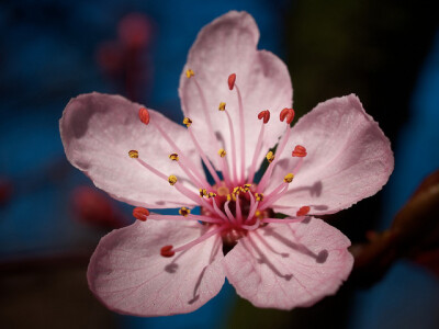 樱花特写