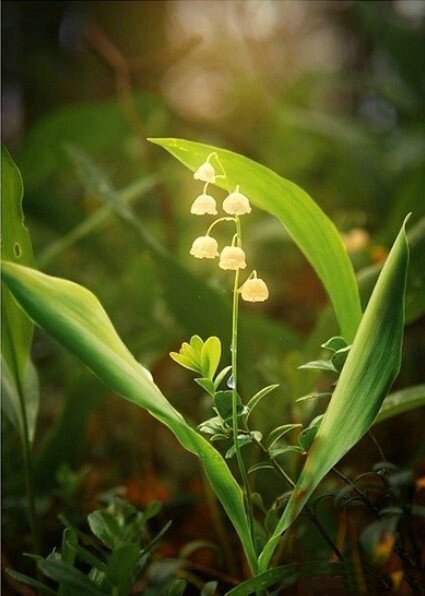 是铃兰花吗？