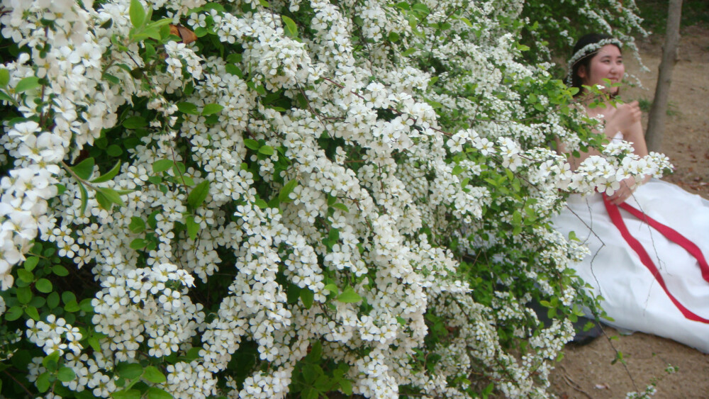 单瓣李叶绣线菊，又名喷雪花，蔷薇科绣线菊属。花美人更美~~今天鱼和菜包子双双把我shock到了，都是神人啊