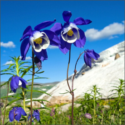 大花耧斗菜 Aquilegia glandulosa