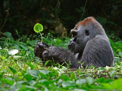 非洲银背大猩猩（Silverback Gorilla）：为了给自己补充“燃料”，这只银背猩猩在沼泽里浸泡了数小时寻找吃的。在吃植物之前，先把上面的脏东西清理掉。摄影：Ian Nichols