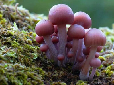  【控首饰】3.毒蘑菇不惹小虫小动物的喜爱，一般不会有明显的啃痕；无毒的蘑菇，往往惹小虫小动物喜爱，是小虫小动物美食田园。