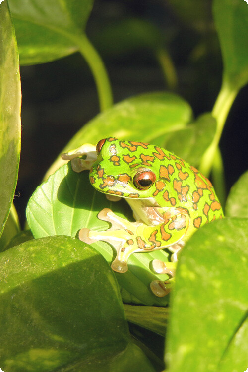 奇谭俱乐部 Rhacophorus arboreus / Forest green tree frog 森树蛙