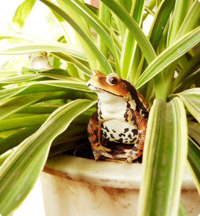 奇谭俱乐部 Bufo japonicus / Japanese toad 日本大蟾蜍