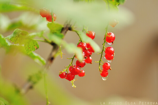 By Olga Petrova-Nature Rain