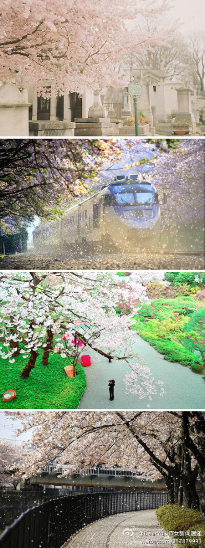 来日本看樱花吧