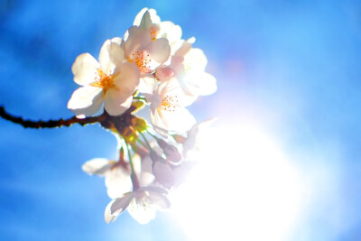 Photograph Sakura by miya miya on 500px