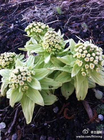 Petasites japonicus 蜂斗菜 菊科 蜂斗菜属