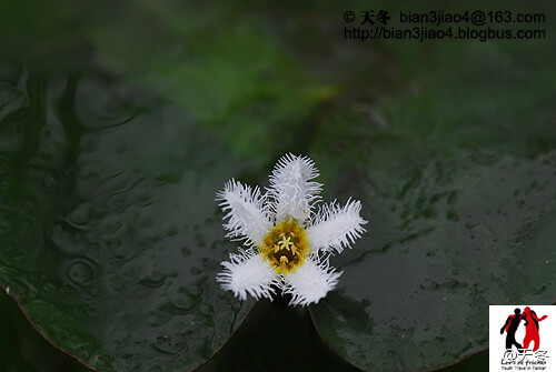 龙潭莕菜，龙胆科，莕菜属。大约是2005年发表的新物种，台湾特有，但在发表后的第三个年头，原生环境遭到了打击——小水池噗嗤一声被填平了。结果，只留下了繁育的植株，在野外则差不多灭绝了...