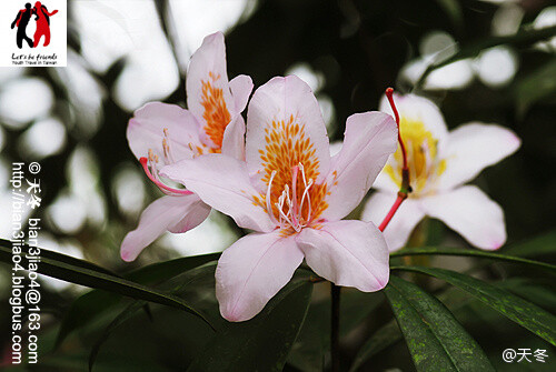 西施花，杜鹃花科，杜鹃花属。