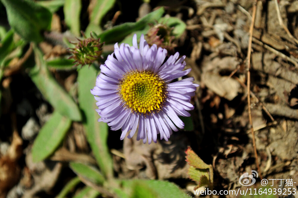  飞蓬属 Erigeron 短莛飞蓬 Erigeron breviscapus别名： 灯盏细辛，灯盏花，女菀