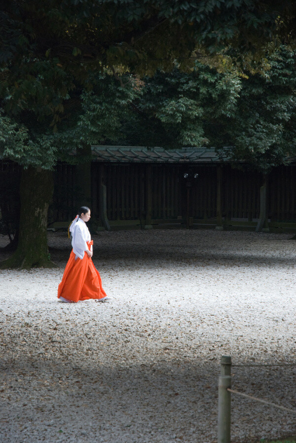 ​桜の花