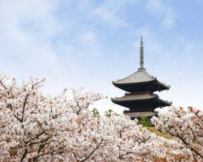 ​桜の花