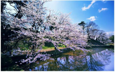 ​桜の花