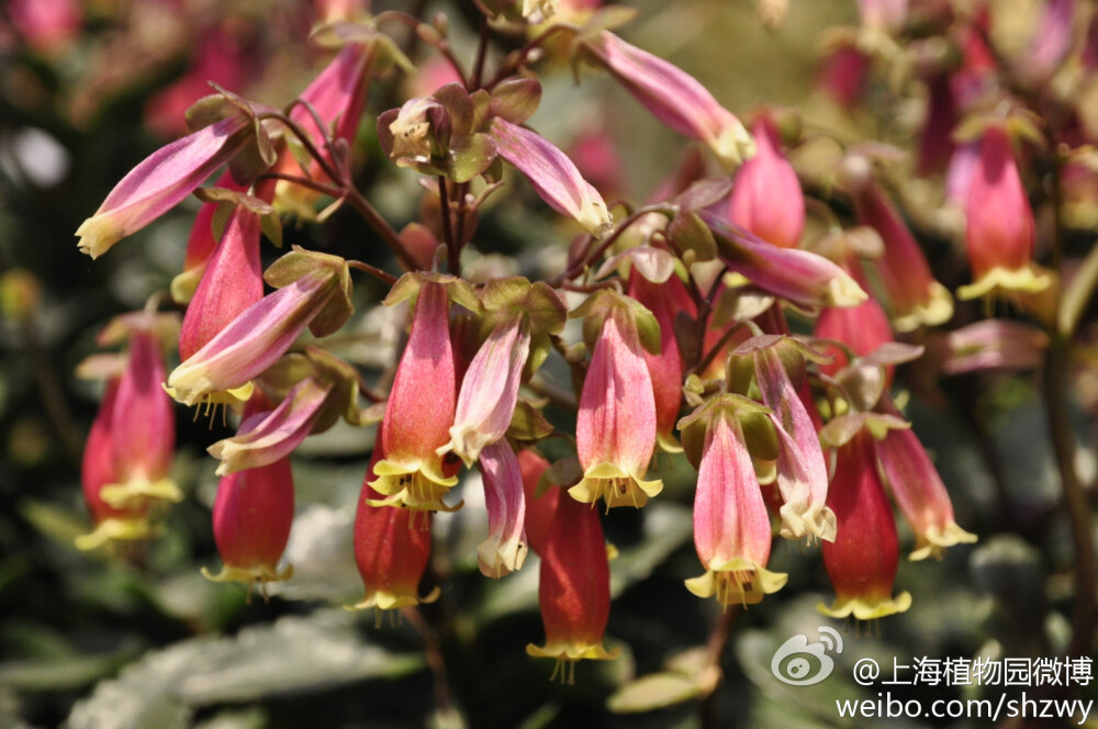 宫灯长寿花(Kalanchoe ‘Wendy’)，又名吊钟长寿花或红提灯，它是景天科伽蓝菜属的一种多肉植物。花钟状，粉红色，花瓣先端黄色。一般在冬末开花，但若养护得当，也可全年开花~冬季温度要保证在5℃以上~扦插很容易成活的哟！