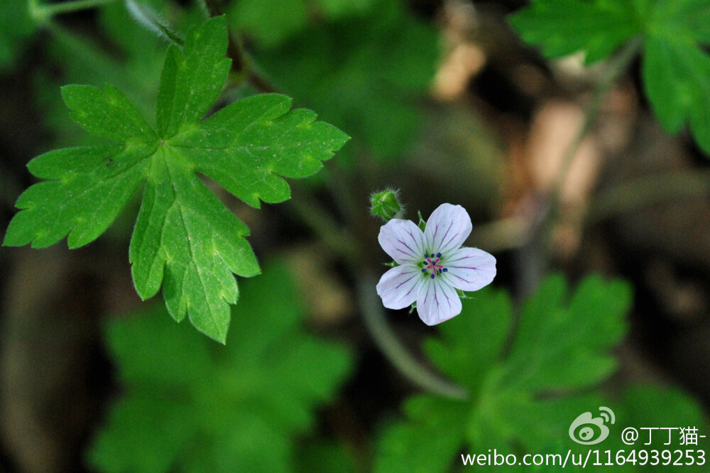 尼泊尔老鹳草（Geranium nepalense）的小花和叶~牻牛儿苗科老鹳草属.四月苍山~