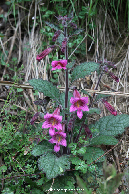 天目地黄（Rehmannia chingii）