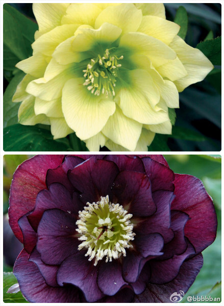 Helleborus Winter Jewels ‘Golden Lotus’和‘Onyx Odyssey’~~