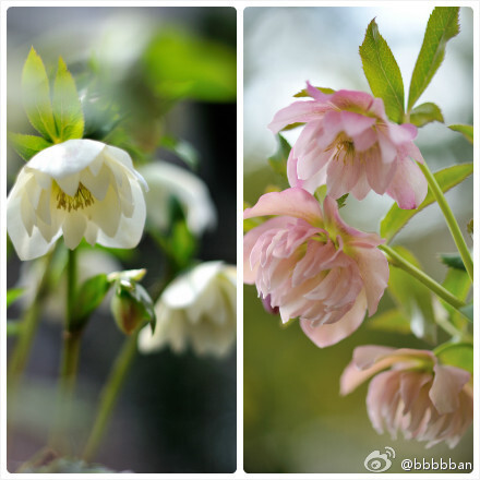 Helleborus 毛茛科铁筷子~~重瓣~~