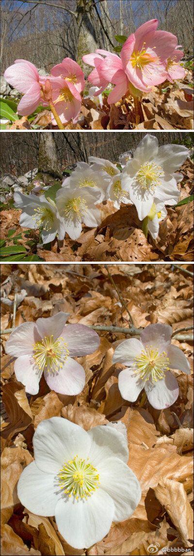 Helleborus niger毛茛科铁筷子圣诞玫瑰，又叫黑嚏根草 ~~