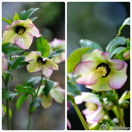 Helleborus 毛茛科铁筷子~~