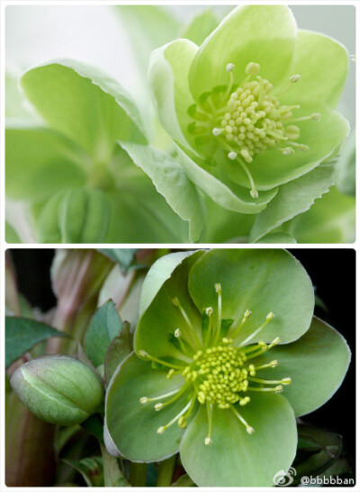 Helleborus x sternii 毛茛科铁筷子属