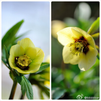 Helleborus 毛茛科铁筷子~~