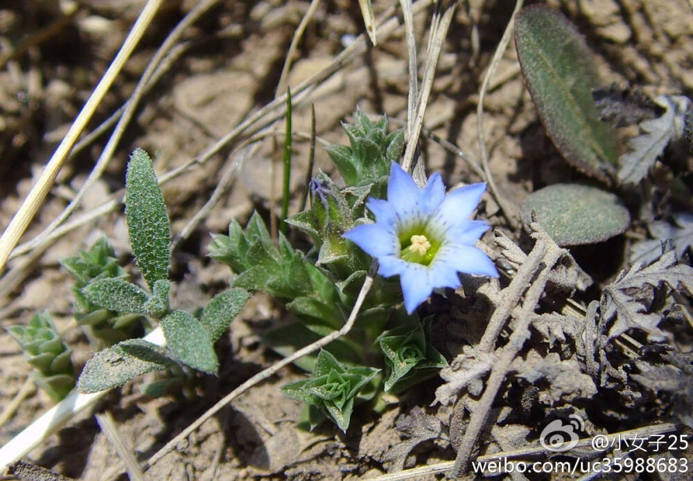 鳞叶龙胆（Gentiana squarrosa）