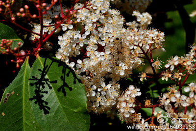 蔷薇科石楠属Photinia Lindl.石楠 Photinia serrulata Lindl