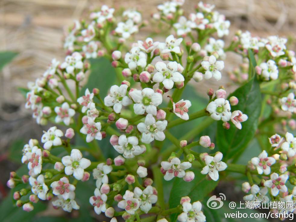 忍冬科荚蒾属植物陆续开放。园内种有‘紫叶’地中海荚蒾、‘大叶’地中海荚蒾、‘杰明球’球冠荚蒾、‘粉美人’雪球荚蒾、‘伊夫.普莱斯’棉毛海荚蒾等。图为‘杰明球’球冠荚蒾。