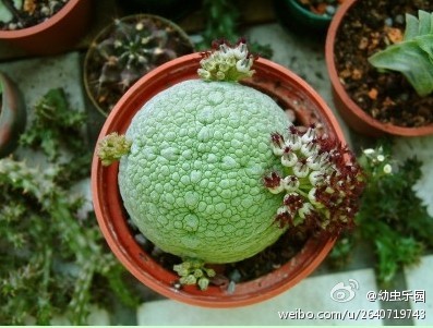 凝蹄玉（Pseudolithos migiurtinus），萝藦科凝蹄玉属～