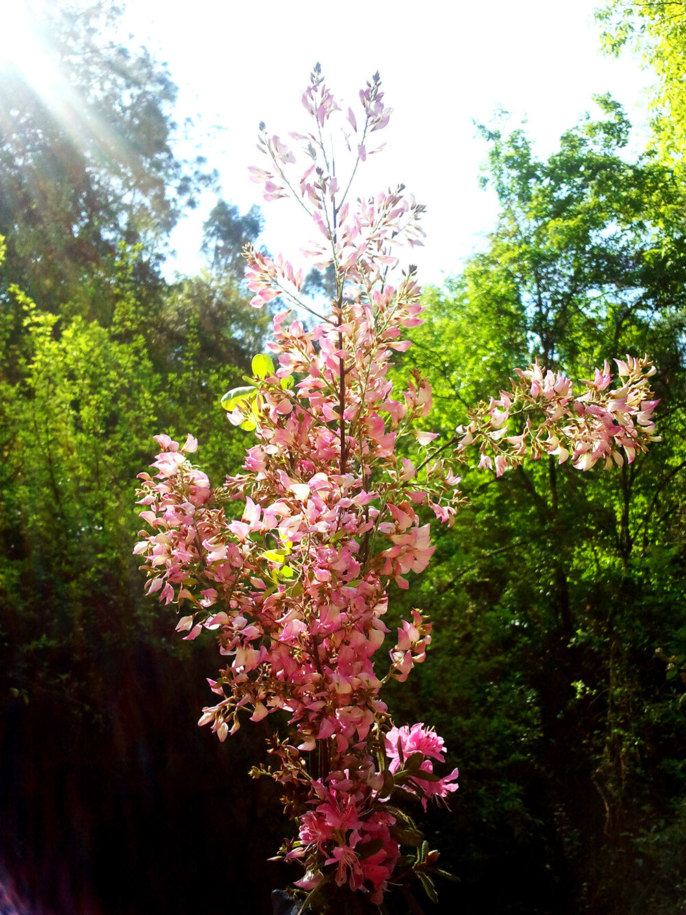 山林野花