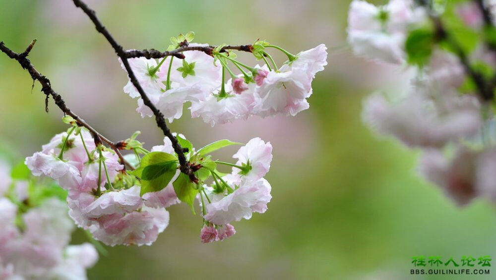 南溪山樱花