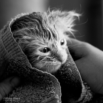 Photograph Yoda by Viktoria Haack on 500px