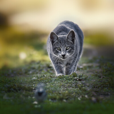 Photograph Aimed towards a meal by Basheer Sheick-Yousif on 500px