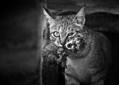 Photograph Wild Cat by Doron Nissim on 500px