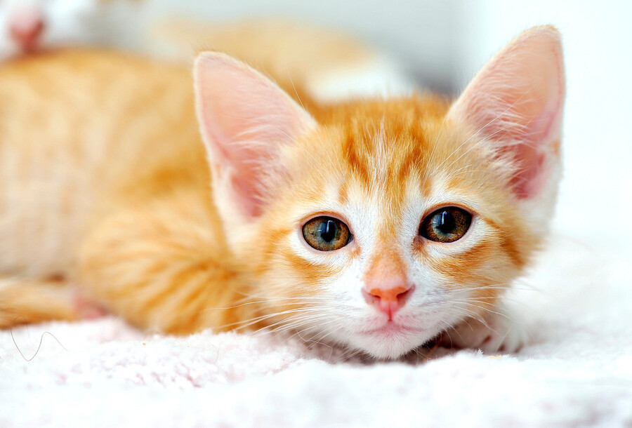 Photograph Vietnamese Kitten by Josh Norem on 500px