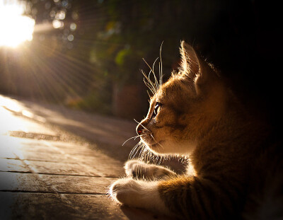 Photograph Kitten by Khatawut J on 500px