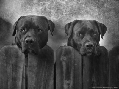 Photograph Mutt and Jeff by Larry Marshall Photography on 500px