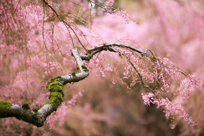 Photograph Happy Spring by Christin Gilbert on 500px