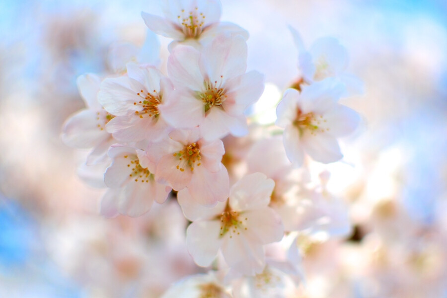 Photograph SAKURA by miya miya on 500px