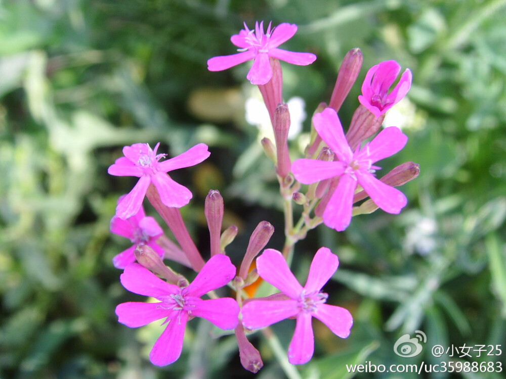 高雪轮（Silene armeria）石竹科蝇子草属的植物，是中国的特有植物