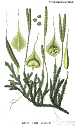 东北石松 石松科，石松属，多年生土生植物，匍匐茎地上生，细长横走，1-2回分叉，绿色，被稀疏的全缘叶。叶螺旋状排列，密集，上斜，披针形。产自东北三省和内蒙古，生于海拔700-1800米的针叶林下、干燥苔藓上。