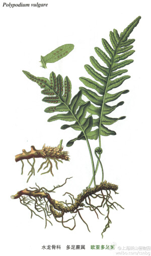  欧亚多足蕨，水龙骨科，多足蕨属，附生植物，根状茎长二横走，叶近生，禾秆色，光滑无毛，叶片卵状披针形。产新疆，附生于石上，海拔1910米，分布于欧亚大陆温带地区和北美温带地区。