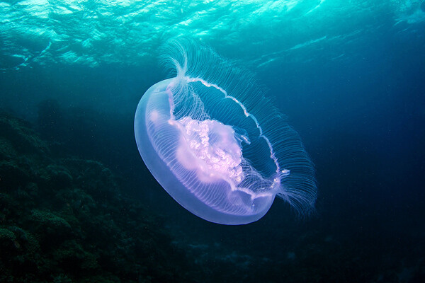 海月水母（Aurelia aurita）