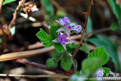 薔薇科悬钩子屬（Rubus）茅莓（Rubus parvifolius）紫红色的花