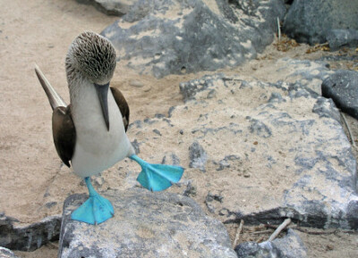 俺自己都觉得奇怪：为啥，就会长出这么一对蓝色的大脚丫子呢~~ { 蓝脚鲣鸟，学名：Sula nebouxii。栖息在热带及亚热带的太平洋岛屿，最著名的有厄瓜多尔的科隆群岛