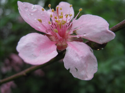 雨中桃花艳