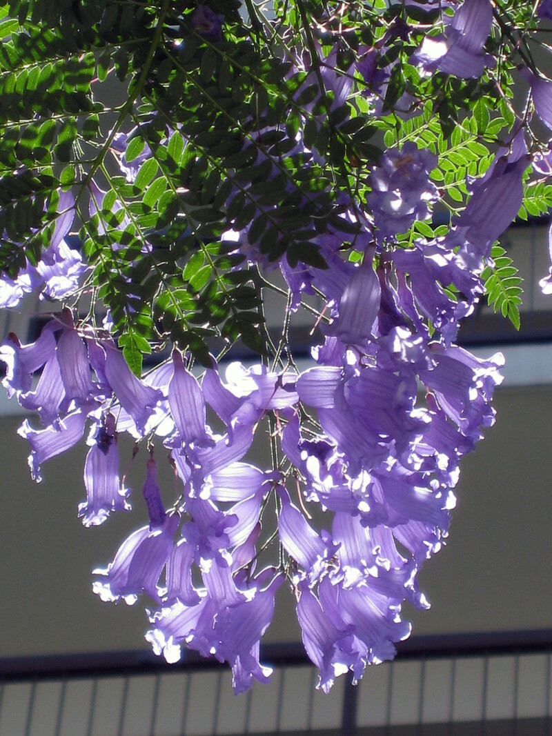 蓝花楹（学名：Jacaranda mimosifolia）是紫葳科蓝花楹属的植物。分布在阿根廷、玻利维亚、巴西以及中国的广西、海南、广东、云南、福建等地，目前已由人工引种栽培。